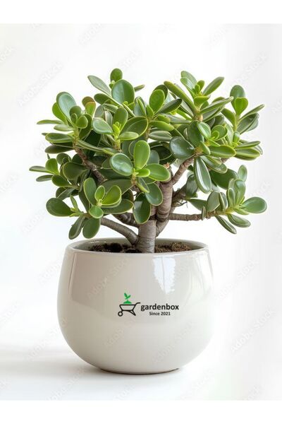 Bitkim Sende Canlı Yeşim Bitkisi Ev Ofis İçin 15–25 cm(Crassula Ovata) Dolgun...