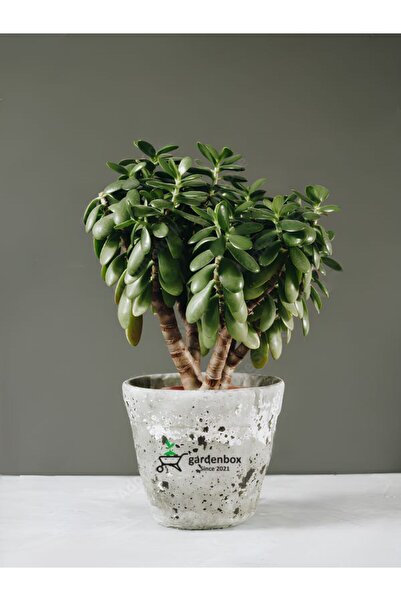 Gardenbox Para Çiçeği Crassula Ovata Dekoratif Canlı Çiçek 1 ADET (15–25 cm) ...