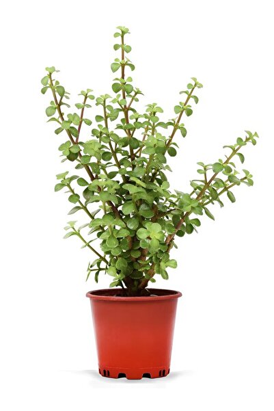 Bitkim Sende Saksılı Canlı Bitki Yeşim Para Bitkisi Portulacaria afra Salon Ç...