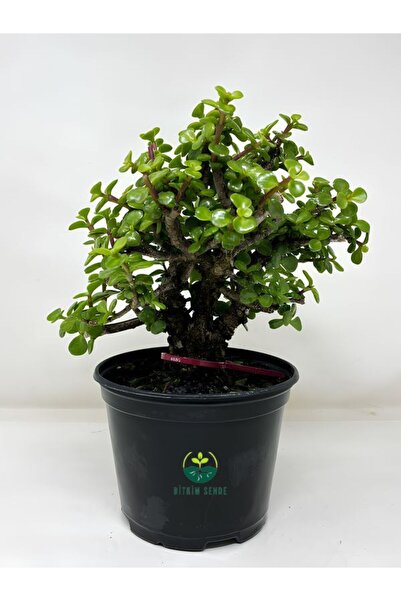 serada decor & plant Para Yeşim Çiçeği 15-30 cm Saksılı Bonzai Yapımına Uygun...