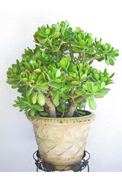 serada decor & plant Para Ağacı Çiçeği Yeşim Bitkisi Crassula Ovata Fidanı Do...