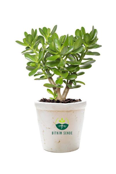 Nura Botanik Saksılı Büyük Crassula Ovata Şans Bitkisi Yeşim Para Çiçeği 1 Ad...