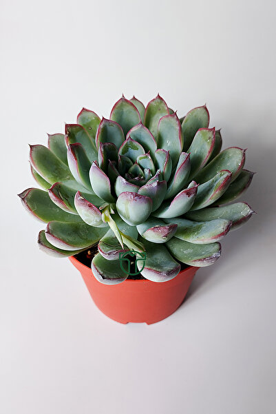 Toptan Kaktüs Echeveria Chihuahuaensis – Koleksiyonluk Sukulent –8.5 cm Saksıda