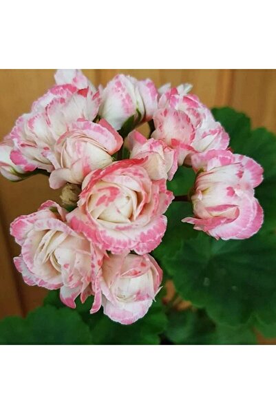 Bilgarden Özel Tür Denise Appleblossom Gül Sardunya Çiçeği Fidesi (1 Adet)