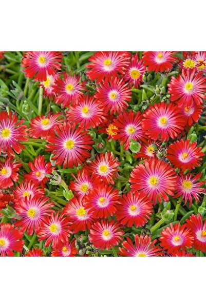 Bilgarden Sarkıcı Yayılıcı Delasporma Red Buz Çiçeği Fidesi (2 Adet)