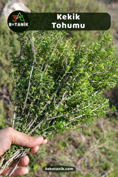 3A BOTANİK Kekik Tohumu, Yerli Doğal Sürdürülebilir Tohum, 4.000 Adet Tohum