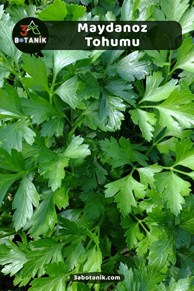 3A BOTANİK Maydanoz Tohumu, Yerli Doğal Sürdürülebilir Tohum, 5.000 Adet Tohum