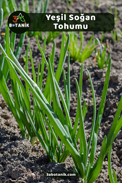 3A BOTANİK Taze Yeşil Soğan Tohumu, Yerli Doğal Sürdürülebilir Tohum, 1.750 A...