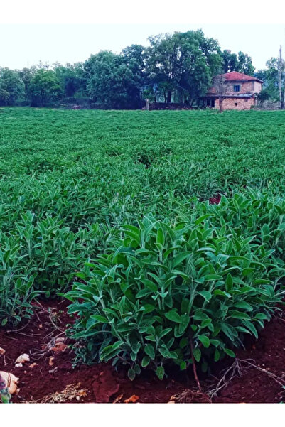 trendege 5 Adet Adaçayı Fidesi Fidanı Açık Kök