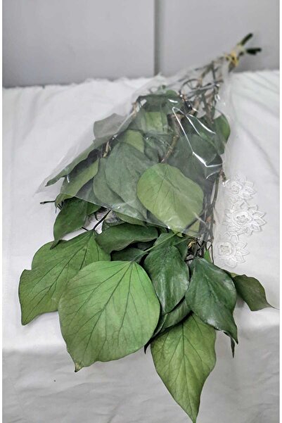 Birlik Hedera Şoklanmış Yeşil 55-60 cm 5 Dal Gerçek Korunmuş Bitki