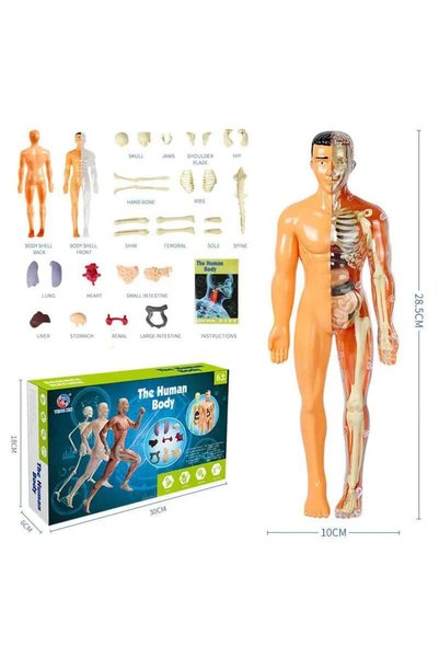 TeTea Jucarie Educationala Tetea, Kit STEM modelul de anatomie umana