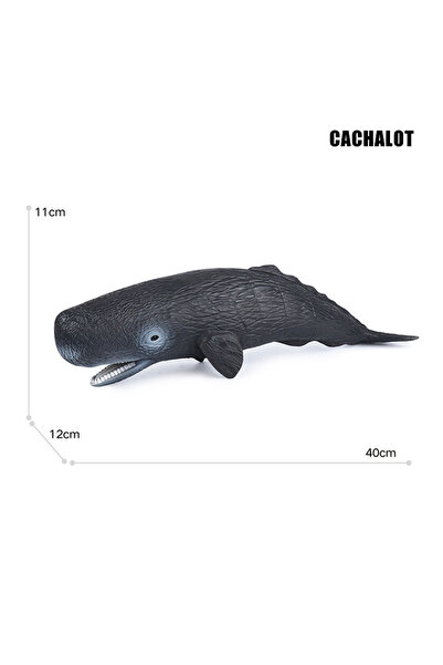 Choice9 كاشالوت، حيوانات بحرية ضخمة، حوت أحدب، دولفين، حوت قاتل، حوت أزرق، مج...
