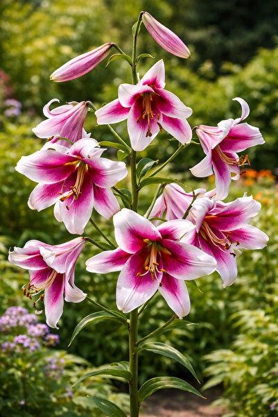 Bulbi și Plante CRIN TIP COPAC FRISO - Pachet 2 bulbi