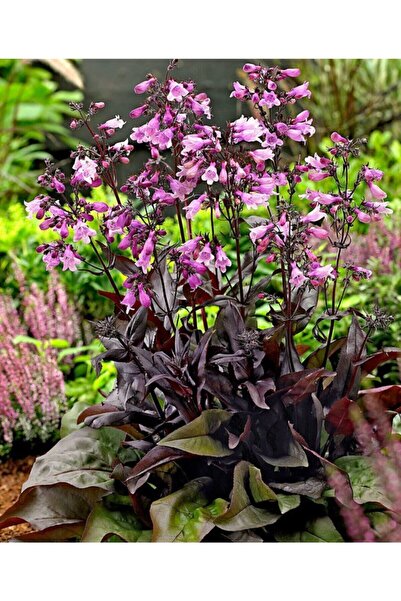 fidanistanbul Penstemon Digitalis Mystica Bordo Sakallı Dil Çiçeği, 10-20 Cm,...