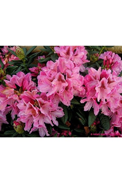 fidanistanbul Rhododendron Cosmopolitan Pembe Orman Gülü, 20-40 Cm, Ithal, Sa...