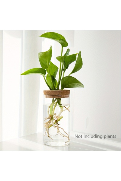 Choice 6.5 × 12 سم (2.56 × 4.72 بوصة)، قطعة واحدة، مزهرية زجاجية لزراعة النبا...