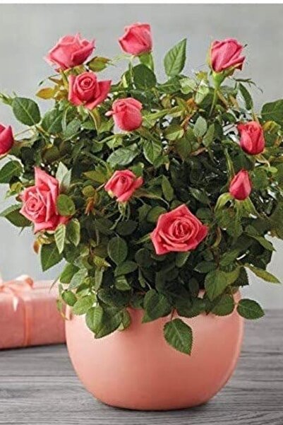 ÇİÇEKFLİX FİDE gül açık kök uçuk pembe renk fidesi fidanı açık kök