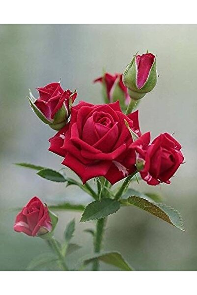 ÇİÇEKFLİX FİDE gül açık köksihirli kırmızı renk fidesi fidanı açık kök