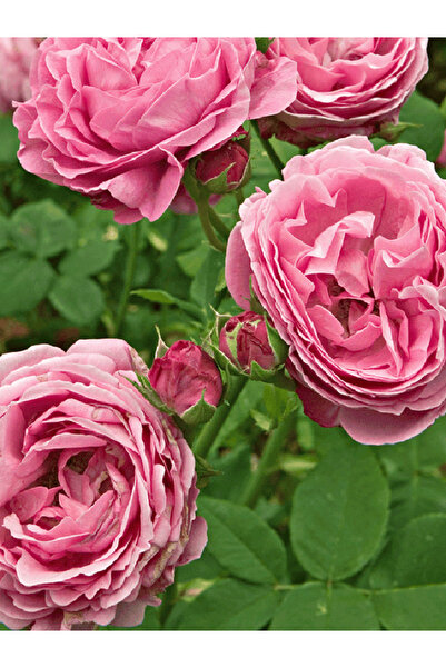 ÇİÇEKFLİX GÜL fidanı 1 adet Özel HEDİYELİK pembe reçellik gül fidani 35 -40cm...