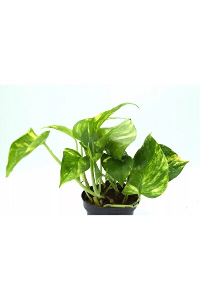 Zambak Küçük Patos Bitkisi (Golden Pothos) 10-20 cm