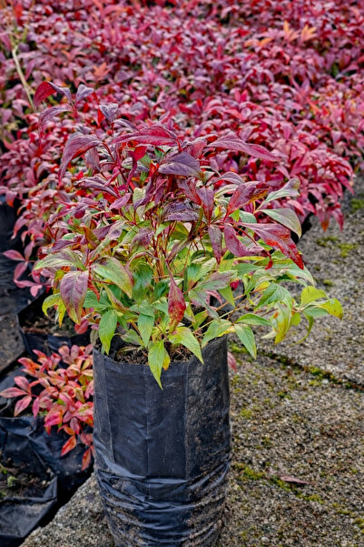 FİDANKÖY Bodur cennet bambusu Nandina firepower 2 adet büyük tüplü