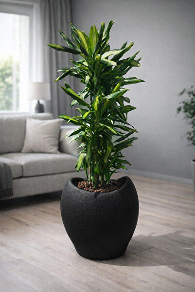 Limon 3D Desing 40 CM Beton Görünüm Avize Saksı Dokulu Dekoratif Modern Tasar...