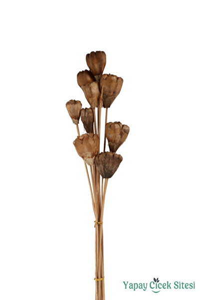 Yapay Çiçek Sitesi Kuru Çiçek Doğal Jack Seed 50 cm 10lu