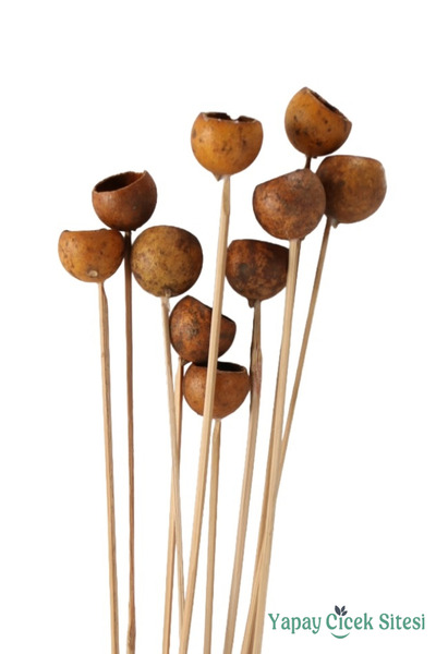 Yapay Çiçek Sitesi Dekoratif Doğal Kabak Kuru Çiçek 10lu