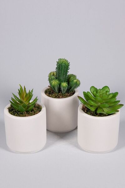 YAPAY ÇİÇEKÇİNİZ Beyaz Seramik Saksıda 3 Lü Kaktüs Set (SUKULENT KAKTÜS TÜRLE...