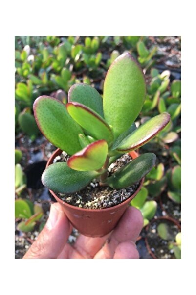 Peyzaj Burada Online Bahçe Market Para Ağacı Kaktüs Sukulent Crassula Ovata -...
