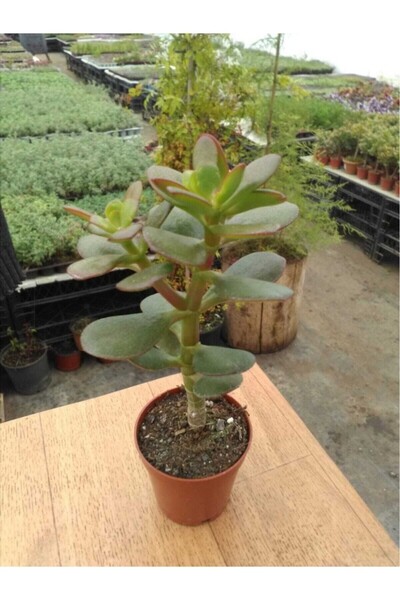 SMY HOBİHANEM Crassula Ovata Sukulent Minima Jade Plant Para Ağacı 5,5 Cm Sak...