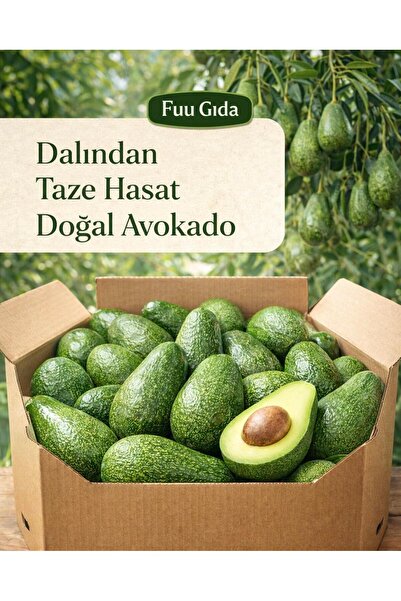 FUU AVOKADO 1 KG Taze Hasat Yerli