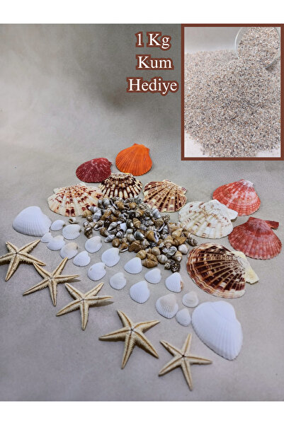 Royall Craft Nasa shel + Clam rose+ Mascaranses+Deniz Kabuklu Set - Dekor, Ho...