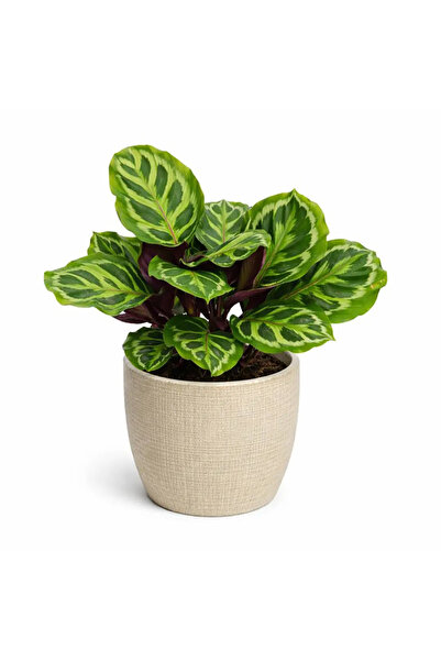 Ernaz Bitki Dünyası Calathea Medallion (Dua Çiçeği) Canlı Ev & Ofis İç Mekan ...