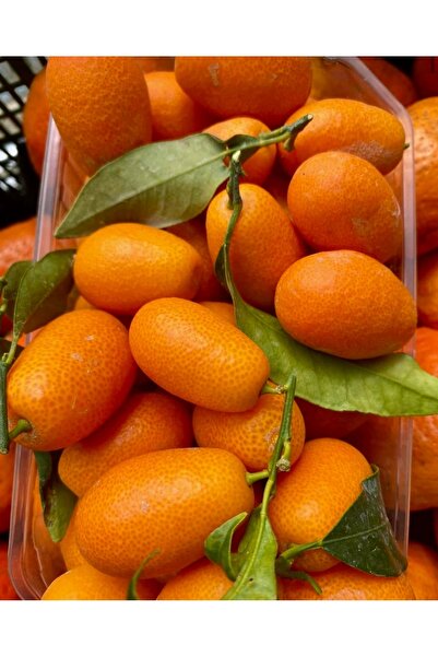 Tropik Dükkanım 1 Kg Dalından Taze Anamur Kumkuat,Kamkat Meyvesi
