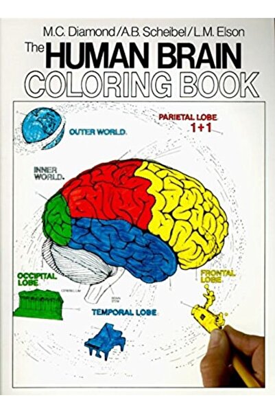 Book Boss The Human Brain Coloring Book