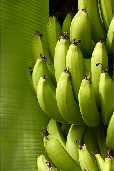 Tropik Dükkanım Dalından Taze Yerli Anamur Yeşil Muz 1Kg