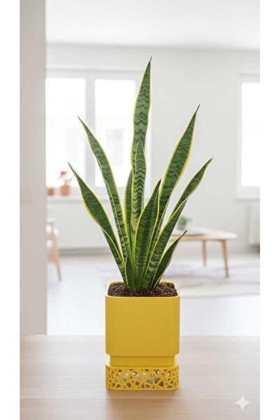 Rivon Desing ROSALİ drenaj delikli saksı ve altlığı