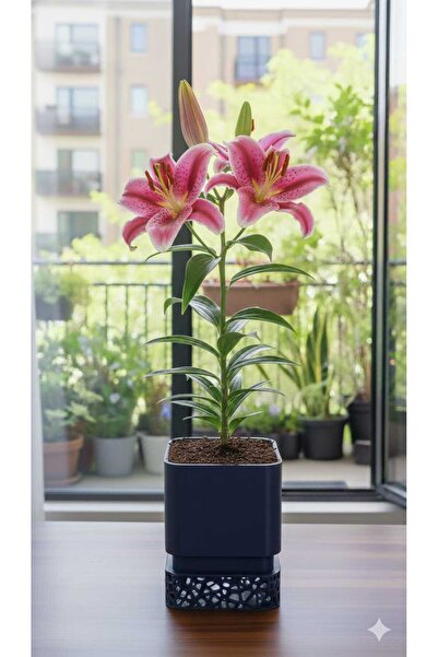 Rivon Desing ROSALİ drenaj delikli saksı ve altlığı