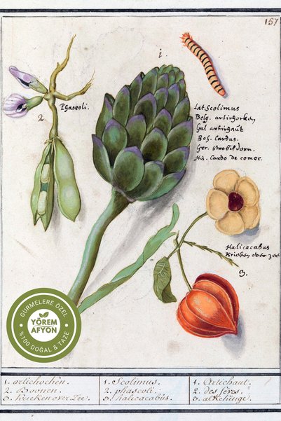Gülçehre Yörem Afyon Nature's Purification Detox Genuine Artichoke Leaf {Cynara Scolymus} |   60Gr.