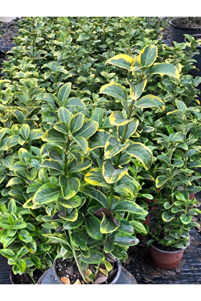 ÇELİK PEYZAJ VE ÇİÇEKÇİLİK Altuni taflan (Euonymus Japonica Aurea)