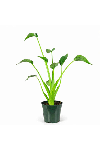 Belora Alocasia tiny dancer plant, H 40-45 cm