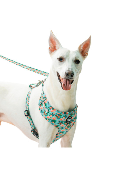 Bud & Billy سترة صدرية أنيقة للكلاب بنمط استوائي - أخضر