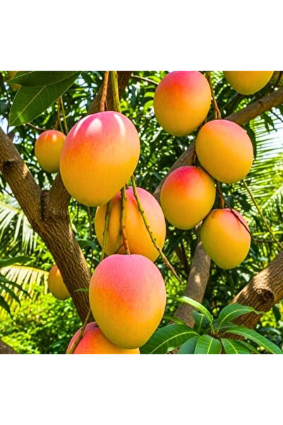 TABER Kent Mango Fidanı – 2 Yaş Aşılı, Tüplü, 60–70 cm | Lifsiz & Tatlı