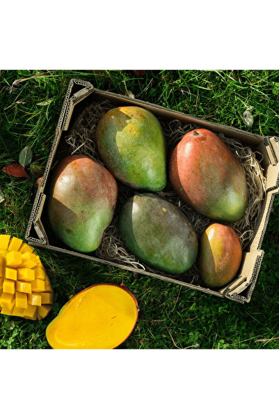 TABER Aşılı Keitt Mango Fidanı - 2 Yaş - Tüplü 60-70 cm - Lifsiz Dev Meyveli ...