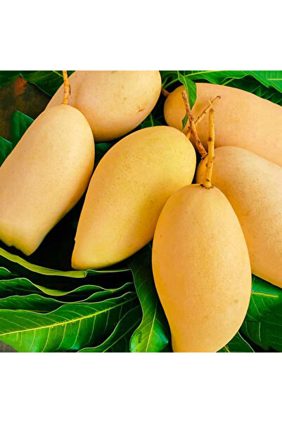 TABER Aşılı Nam Dok Mai Mango Fidanı - 2 Yaş - Tüplü 60-70 cm - Tayland Bal M...