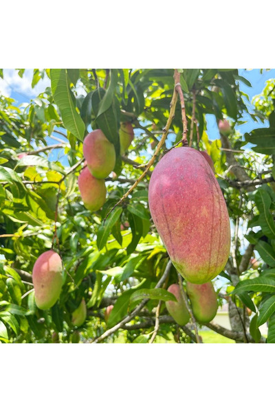 TABER Aşılı Valencia Pride Mango Fidanı - 2 Yaş - 1 KG Üzeri Dev Meyveli Nadi...