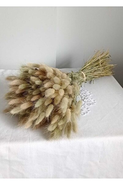 Birlik Pamuk Otu Lagurus Doğal Kuru Çiçek