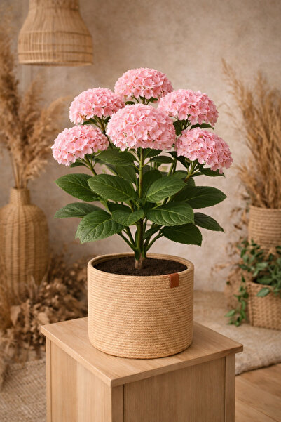 Mastella Jüt Natural Saksı Bohem Dekorasyon | Balkon ,Bahçe Düzenleyici Saksı...