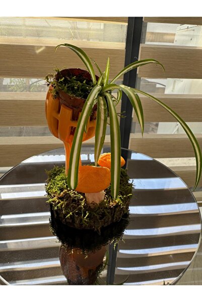 EL YAPIMI Canlı Kurdele Çiçeği Saksı Kompozisyonu – Doğal Yosunlu, Dekoratif ...